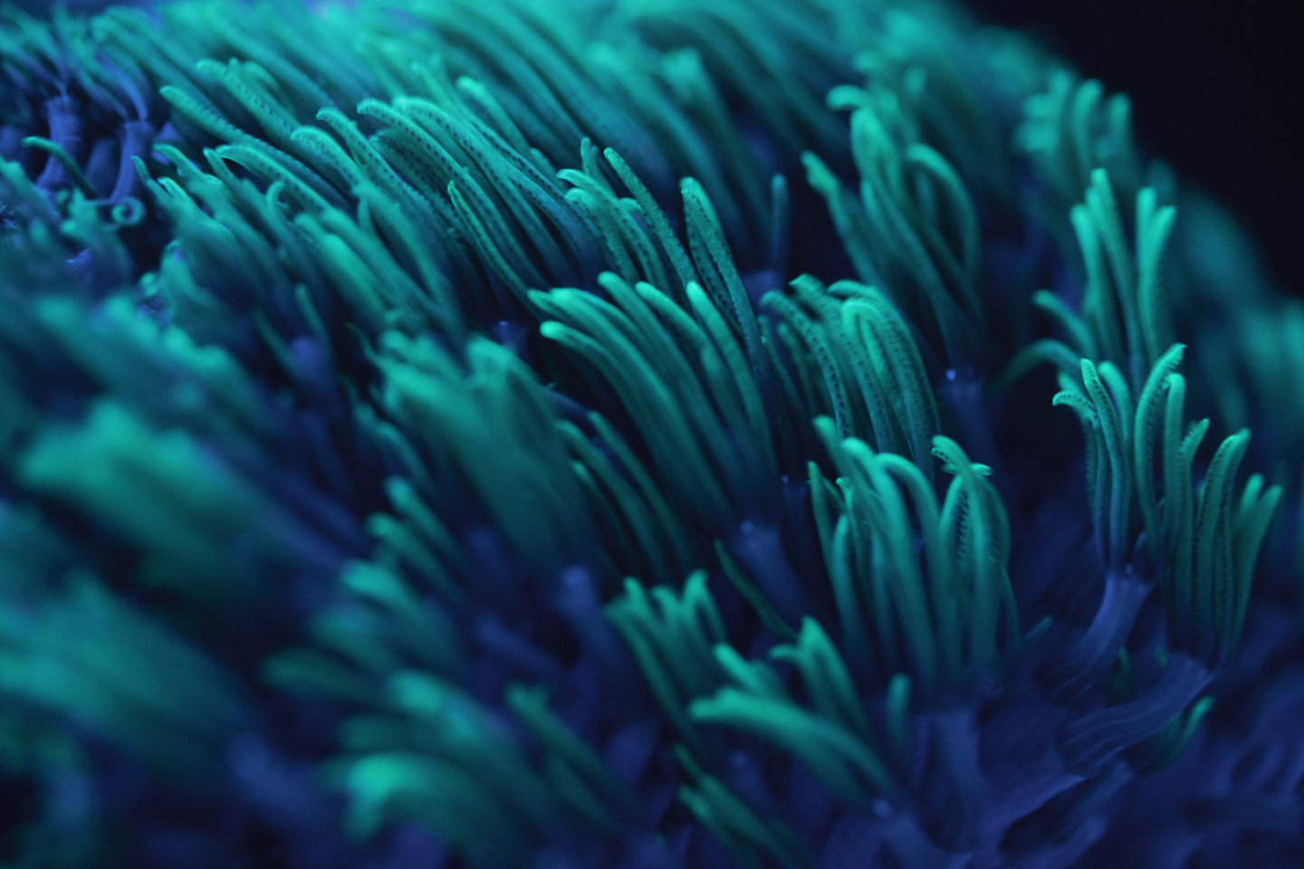 Close up photograph of coral