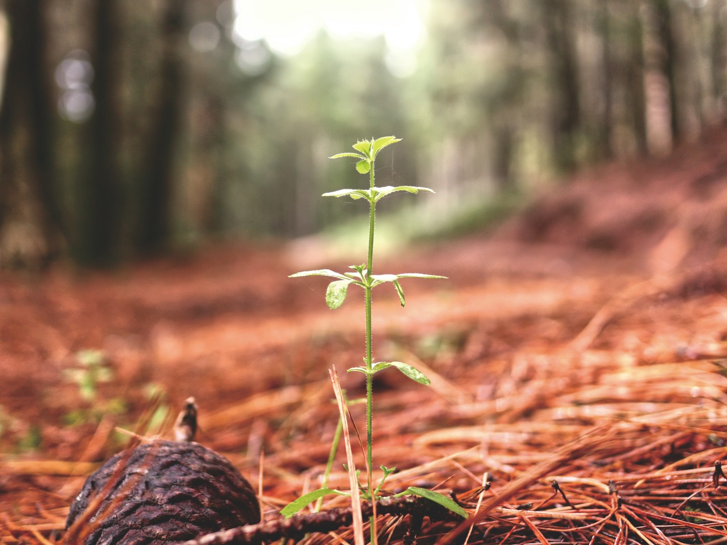 Photograph of a new shoot in a forest